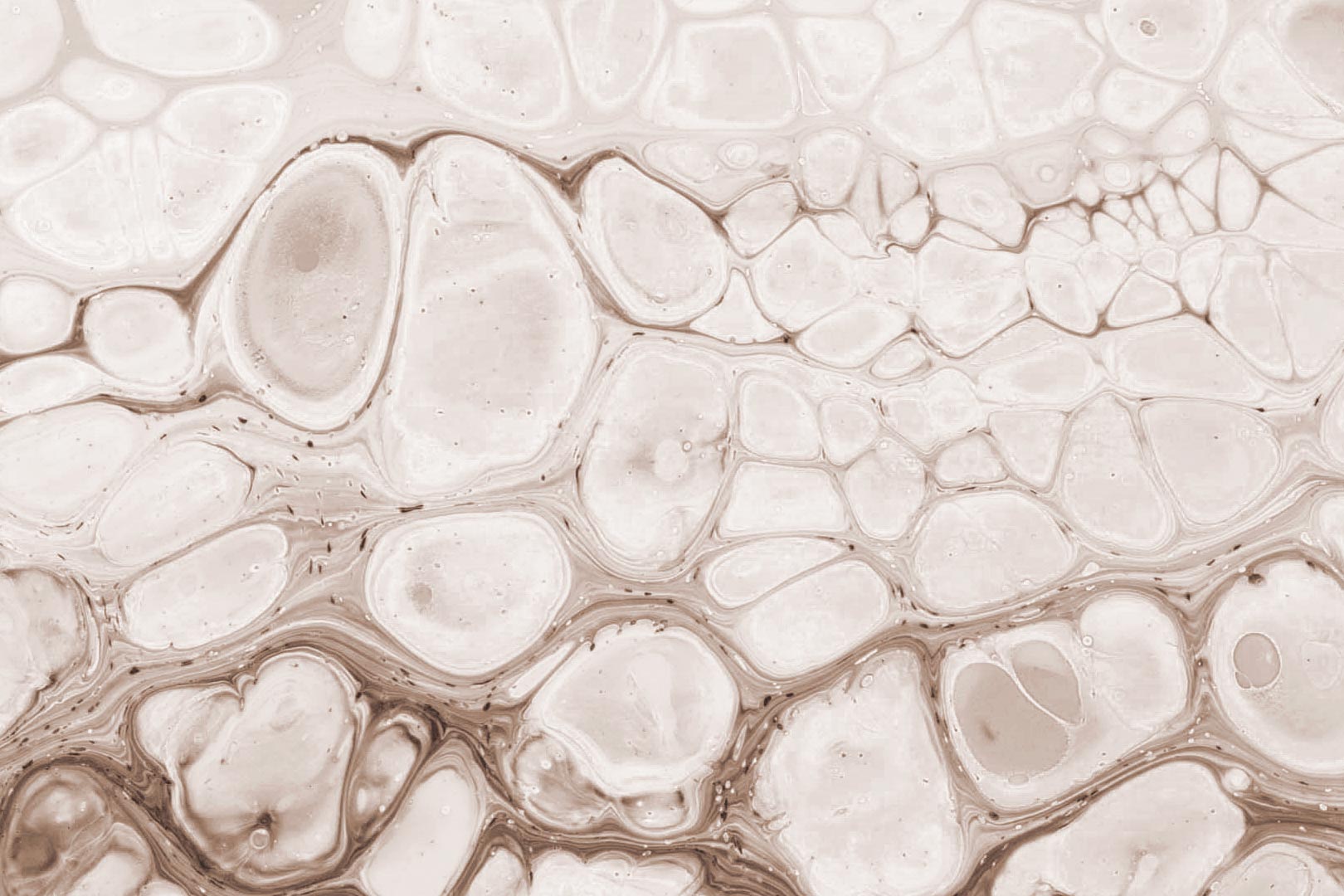 Zellgewebe als Symbolbild für die Wirkweise gesunder Zellkommunikation